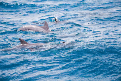 View of fishes swimming in sea