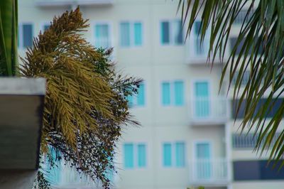 Palm trees against building