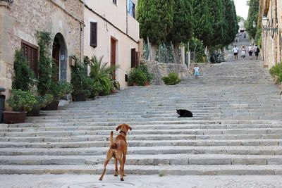 Dog in foot of steps