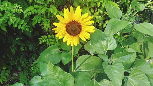 Close-up of yellow flower blooming outdoors