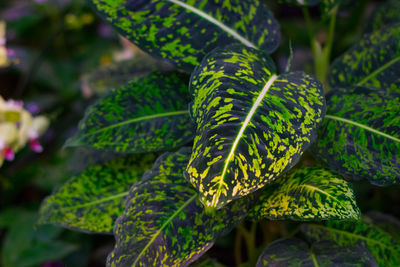 Close-up of lizard on plant