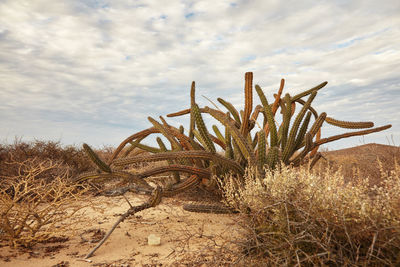 Cactus growing on field against sky