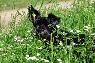 Black dog in flower field