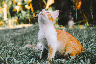 Close-up of a cat on field