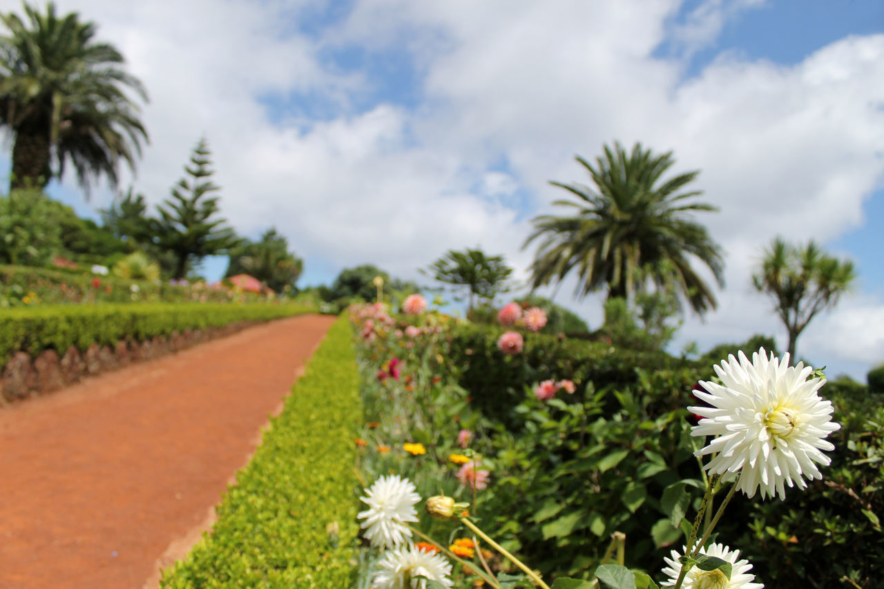 Azores portugal