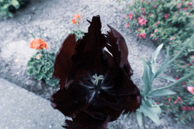 High angle view of black cat on plant