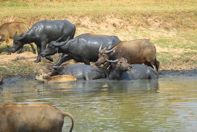 Elephant drinking water in lake