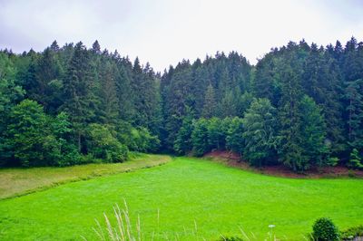 Scenic view of trees on field against sky