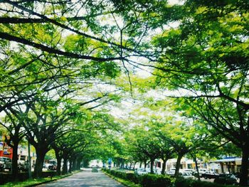 Road passing through trees