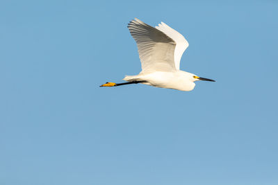 Great white egret ardea alba bird flying across a blue sky in sarasota, florida