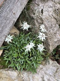 High angle view of white flowering plants on land