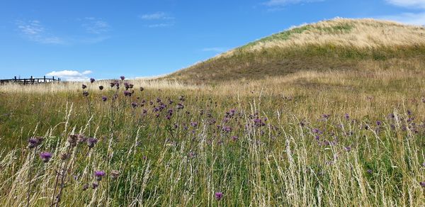 Scenic view of grassy field against sky