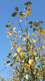 Low angle view of flowering plant against clear blue sky