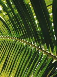 Full frame shot of palm tree leaves