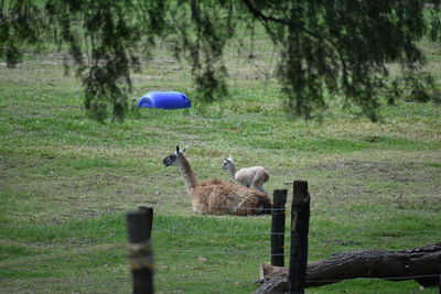 Sheep on tree trunk in field