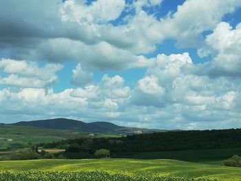 Scenic view of field against sky