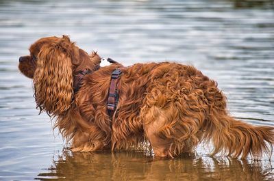 View of dog standing in lake