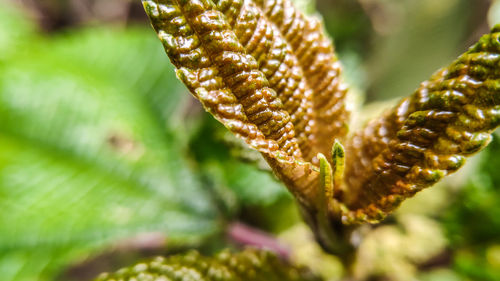 Close-up of fern