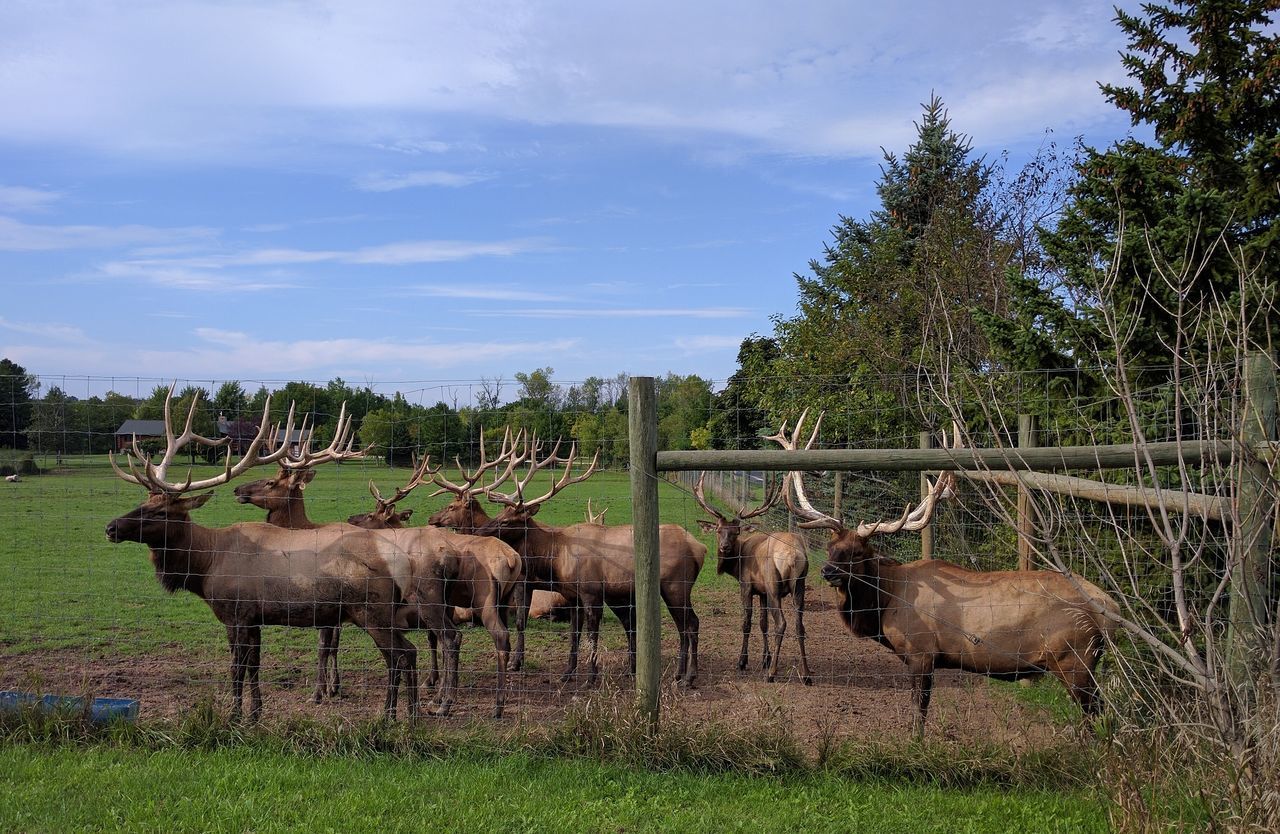 Elk farm