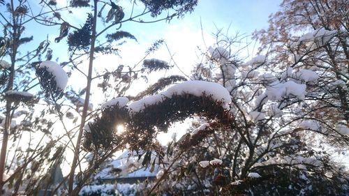 Low angle view of tree against sky