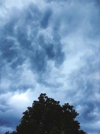 Low angle view of tree against sky