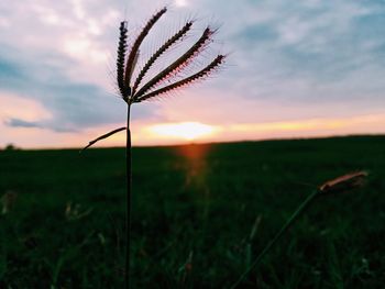 Scenic view of field against sky during sunset