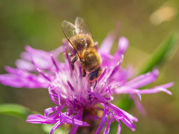 Close-up of bee pollinating on pink flower