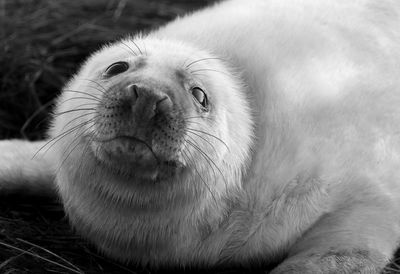 Close-up portrait of cat lying down