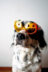 Close-up of a dog
