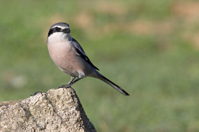 Close-up of bird perching on rock