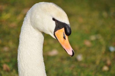 Close-up of swan