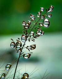 Close-up of dew on plant