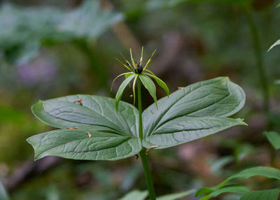 Close-up of plant