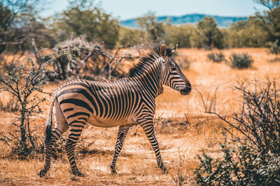 Zebra standing on field