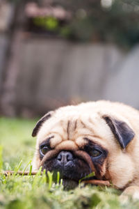 Close-up portrait of a dog