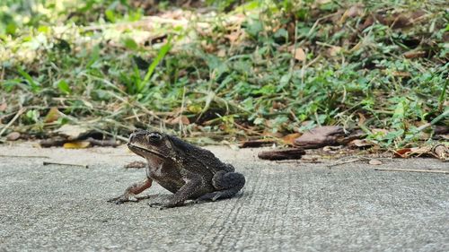 Toad on concrete