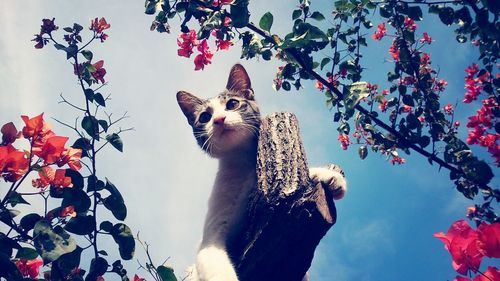 Low angle view of woman standing on tree