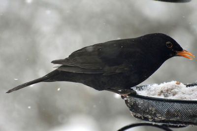Blackbird  on bird feeder in snow