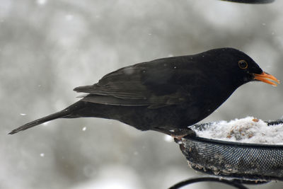 Close-up of a bird