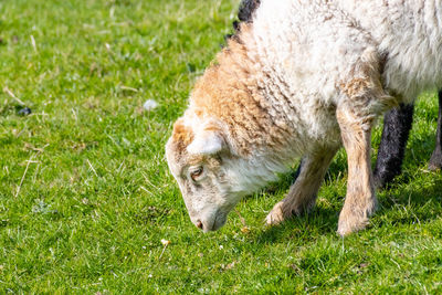 Sheep in a field