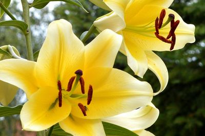 Close-up of yellow lilies