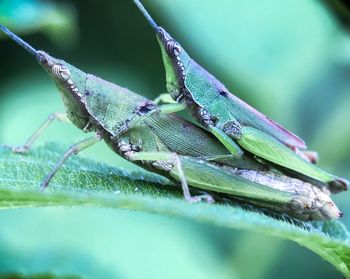 Close-up of insect on leaf