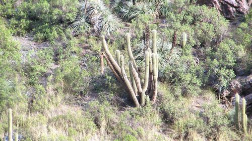 View of trees on landscape