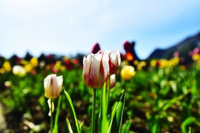 Close-up of flowering plant on field against sky