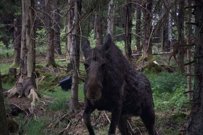 Elephant in a forest