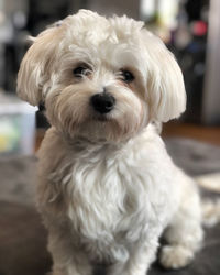 Close-up portrait of white dog