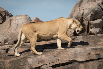 Lioness crosses rocky ledge in bright sunshine