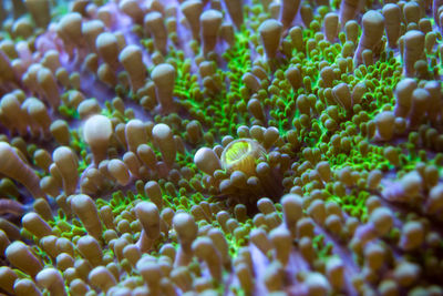 Detail shot of corals