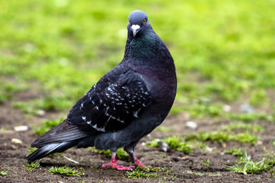 Close-up of bird perching on a field