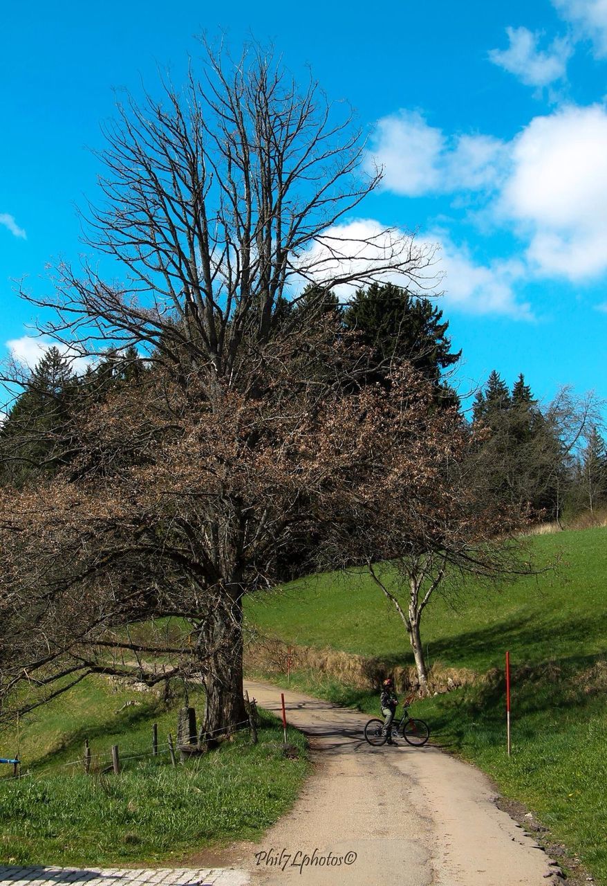 tree, grass, sky, field, growth, tranquility, tree trunk, branch, tranquil scene, nature, landscape, blue, beauty in nature, scenics, shadow, sunlight, grassy, cloud, bare tree, single tree